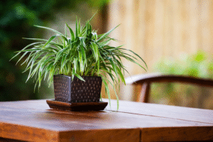 Spider plant hanging indoors to improve air quality and reduce stress