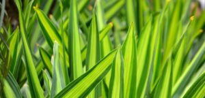 Snake plant improving indoor air quality and creating a calm environment